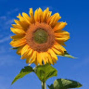 Meet your Posher, Dorah